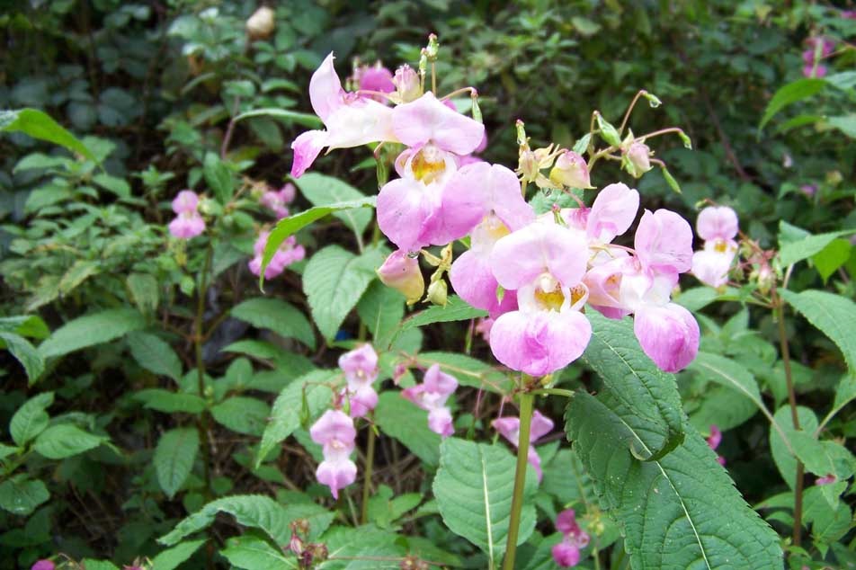 Himalayan Balsam - Problems & How To Identify It - Pca